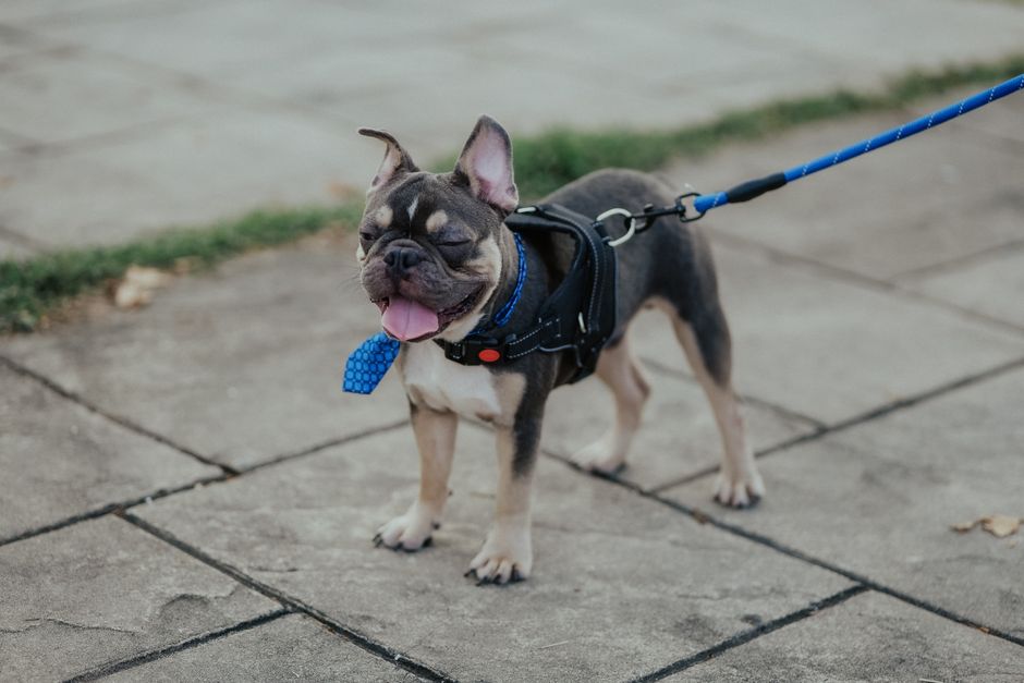 Best Dog Leashes Under $50. Your Top 5 Picks for Safe Walks in 2026 best dog leashes under $50