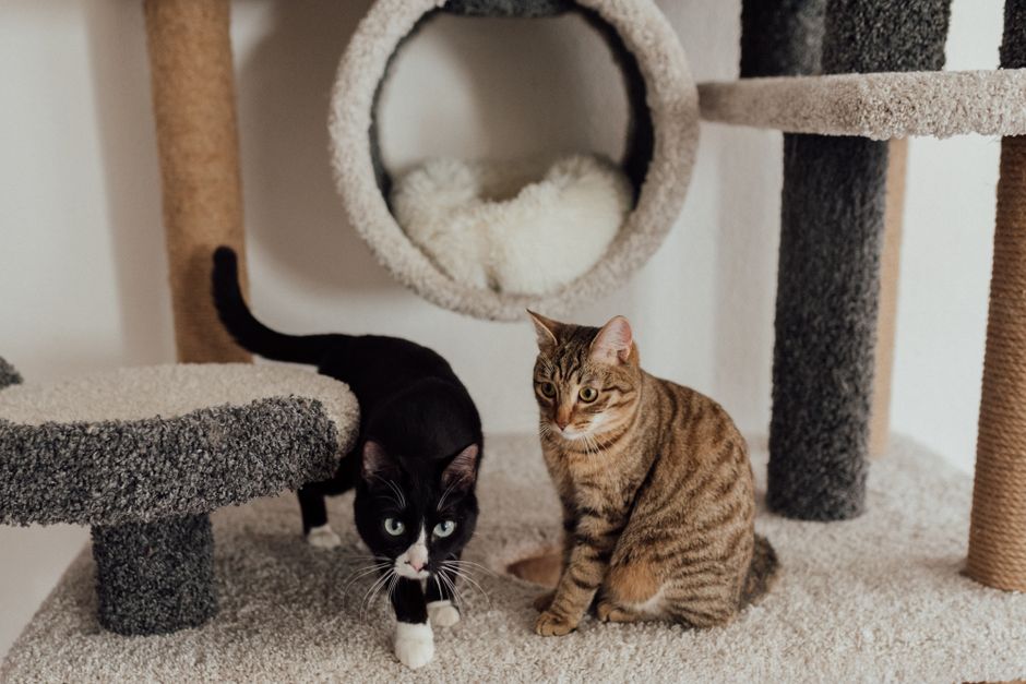 Best Cat Trees Under $50. Your Top 5 Picks for 2026 best cat trees under $50