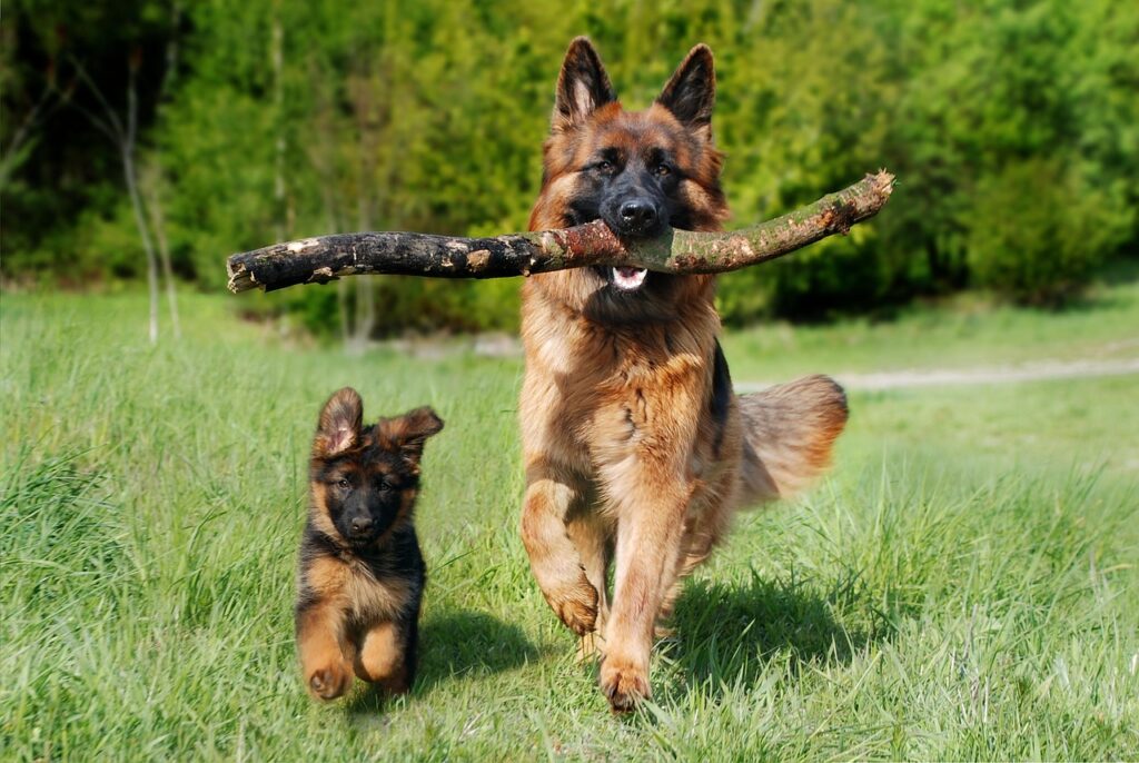how to train your dog with positive reinforcement