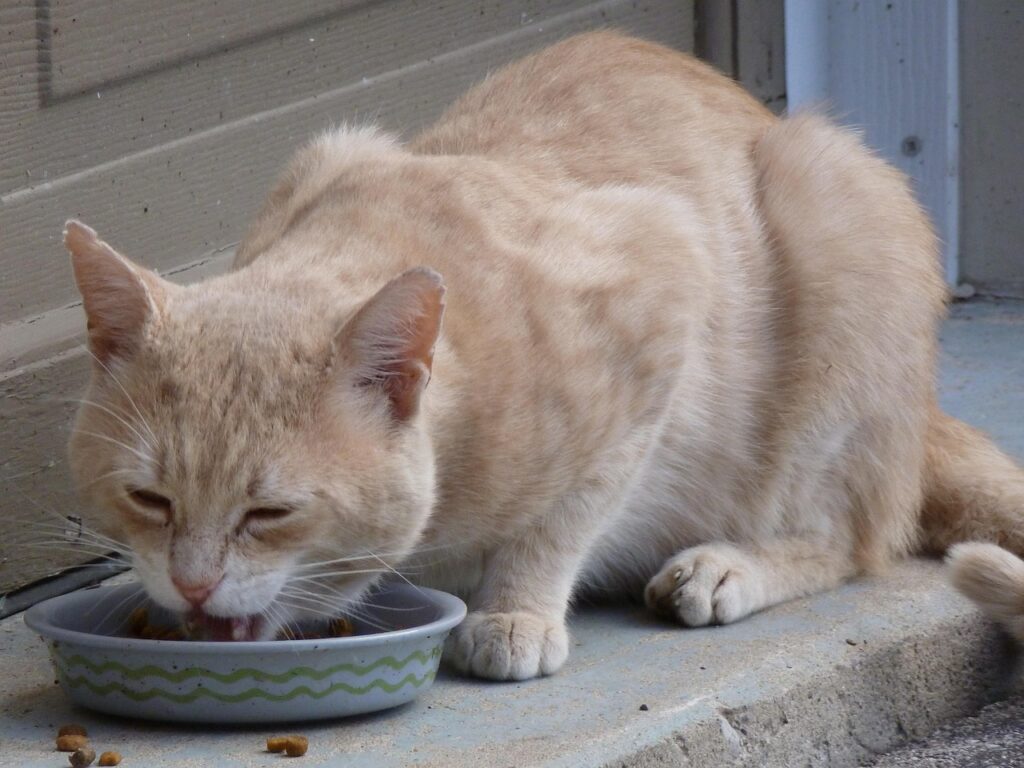 wet food vs dry food for cats