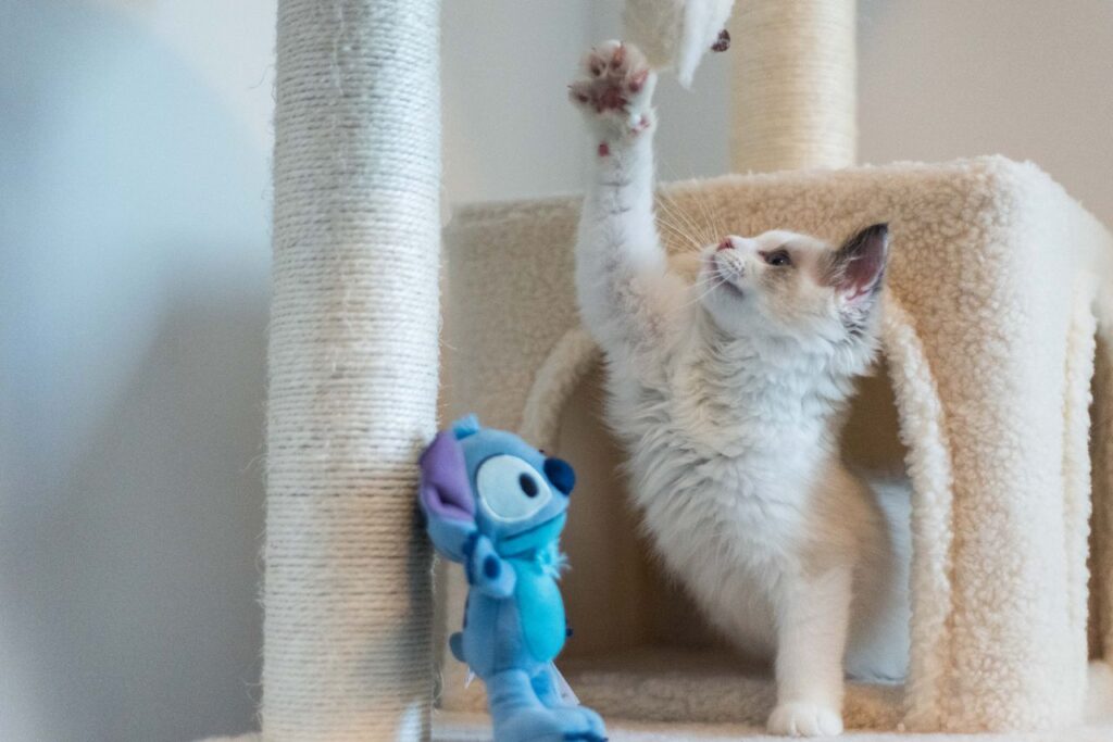 Best Cat Scratching Posts Under $50. Your Top 5 Picks for Happy Cats in 2026 best cat scratching posts under $50