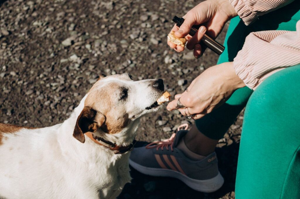 Best Dog Training Treats Under $50. Your Top 5 Picks for 2026 best dog training treats under $50