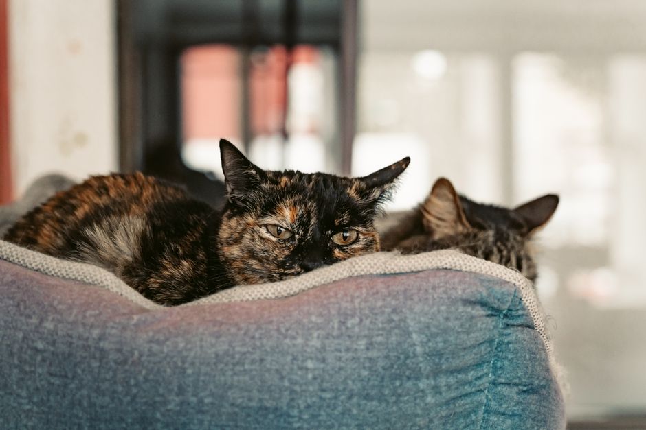 Best Cat Beds Under $50. Your Top 5 Picks for Comfortable Cats in 2026 best cat beds under $50