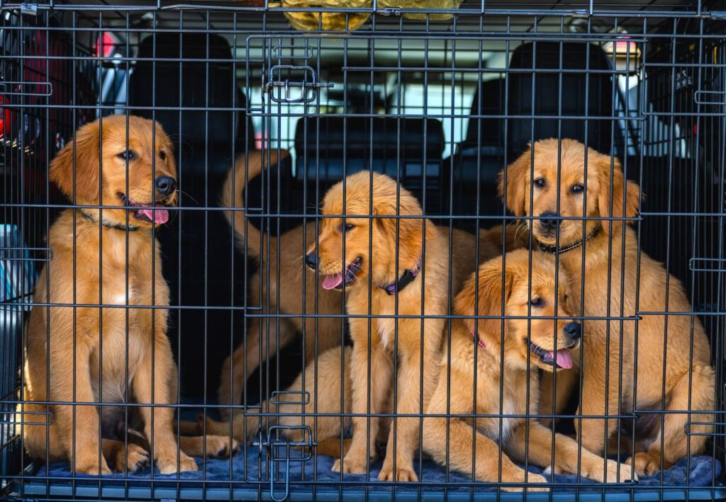 Best Dog Crates Under $50 — Top 5 Brilliant Picks for 2026 best dog crates under $50