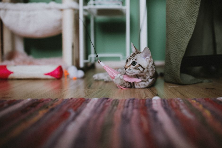 best cat toys under $50