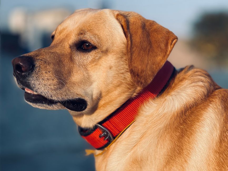 Best Dog Collars Under $50. Your Top 5 Picks for Safe Stylish Dogs in 2026 best dog collars under $50