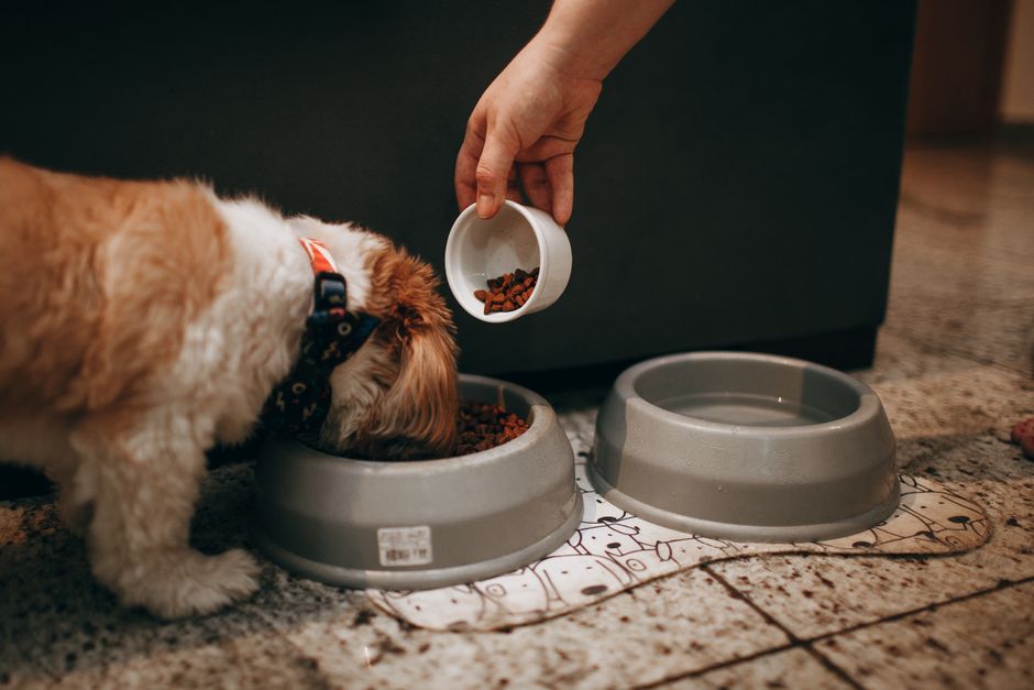 Best Dog Bowls Under $50. Your Top 5 Picks for Happy Healthy Dogs in 2026 best dog bowls under $50
