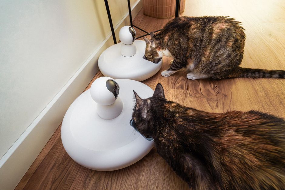 best cat feeders under $50