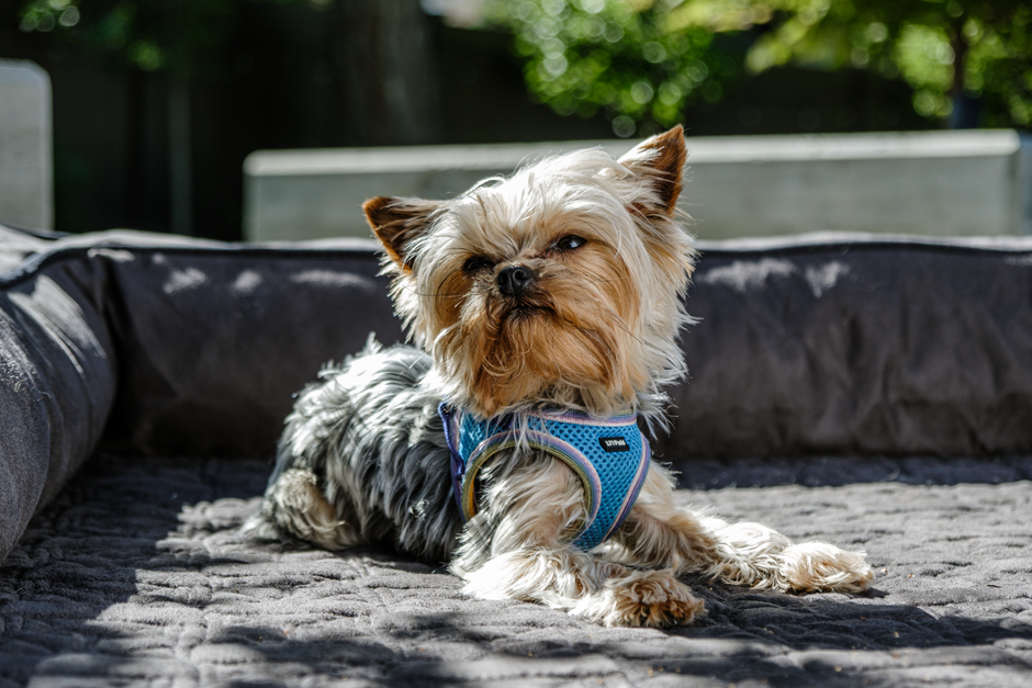 Best Dog Beds Under $50. Your Top 5 Picks for 2026 best dog beds under $50