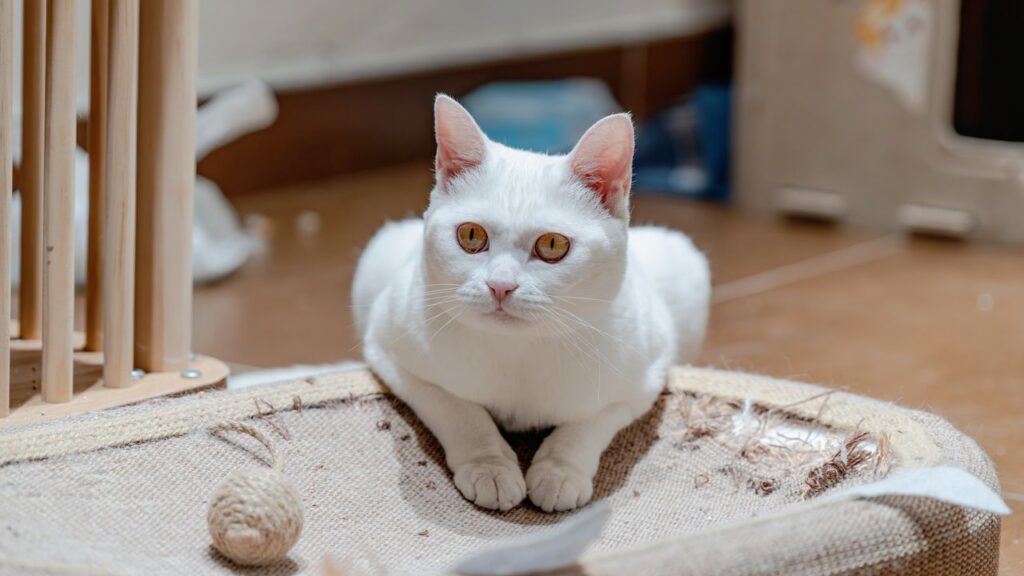 How to Stop Your Cat from Scratching Furniture? A Complete Guide 2026 how to stop your cat scratching furniture