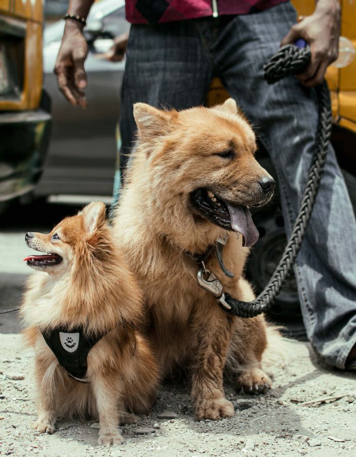 Dog Harness vs Collar — Which is Safer for Your Dog in 2026? dog harness vs collar