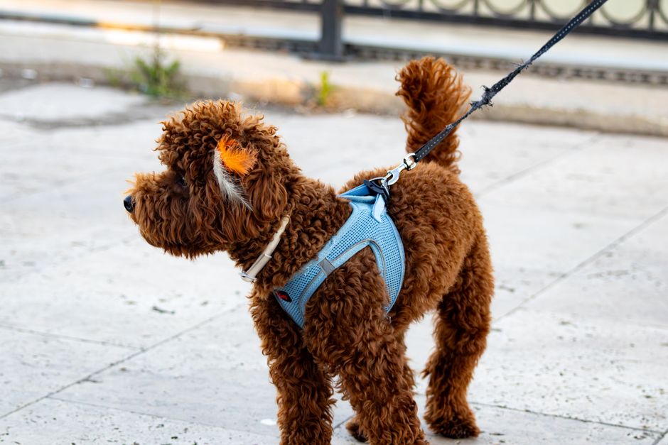 best dog harnesses under $50