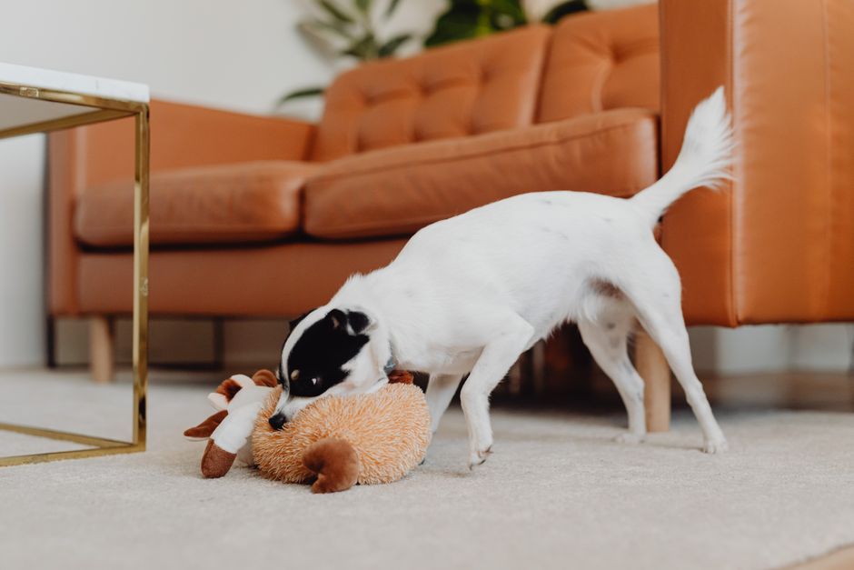 Best Dog Toys Under $50. Your Top 5 Picks for Happy Active Dogs in 2026 best dog toys under $50