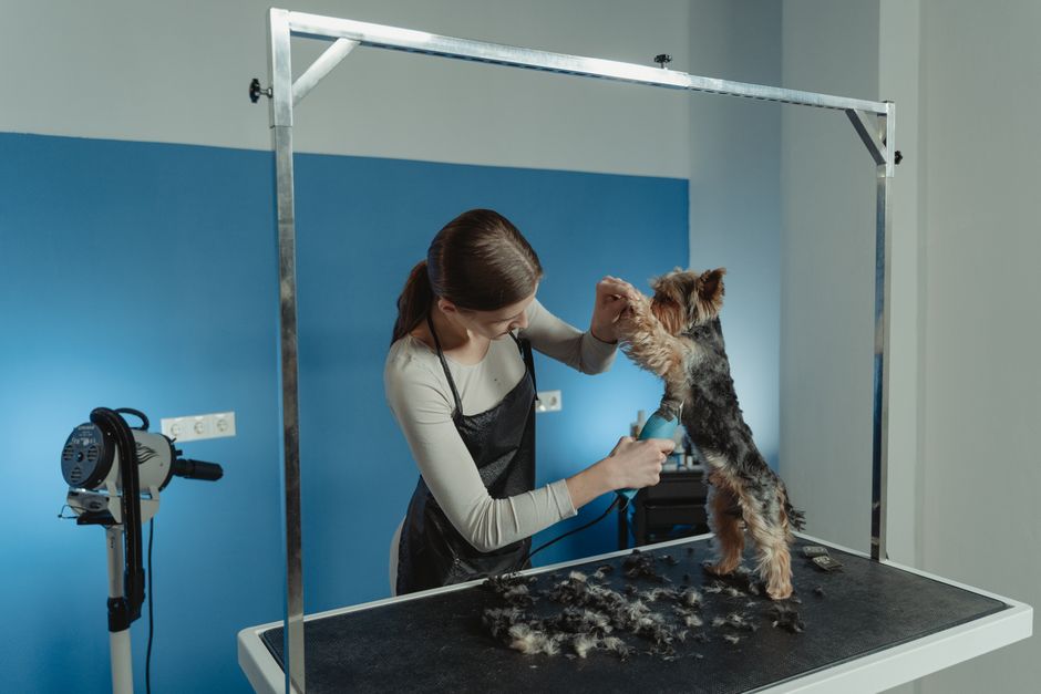 Best Dog Grooming Kits Under $50. Your Top 5 Picks for 2026 best dog grooming kits under $50