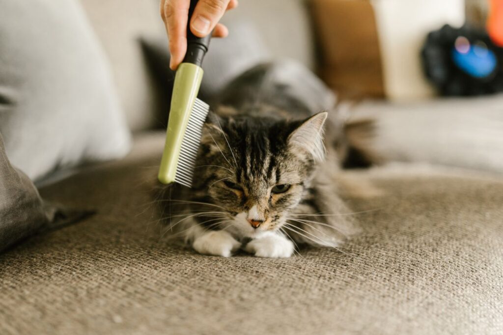 best pet grooming brushes under $50