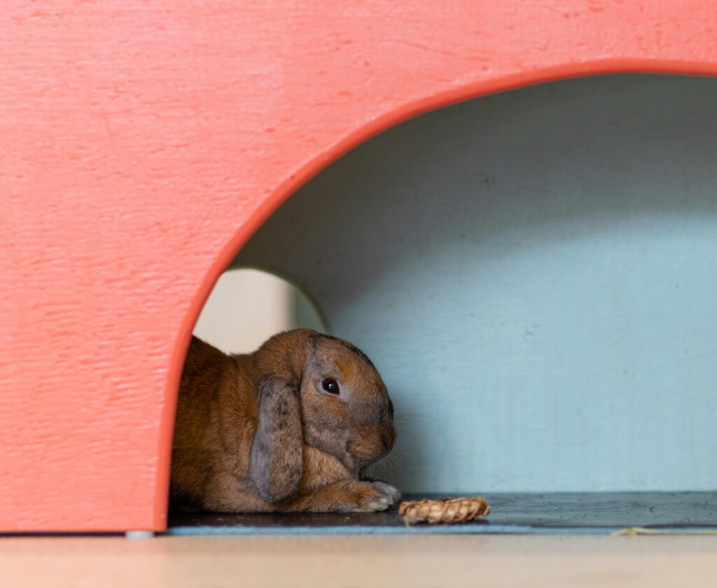 best rabbit toys and enrichment accessories