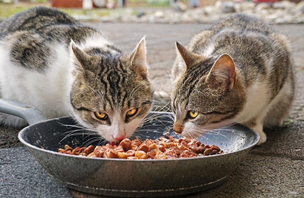 Dog Food vs Cat Food. Can Pets Share the Same Food? dog food vs cat food