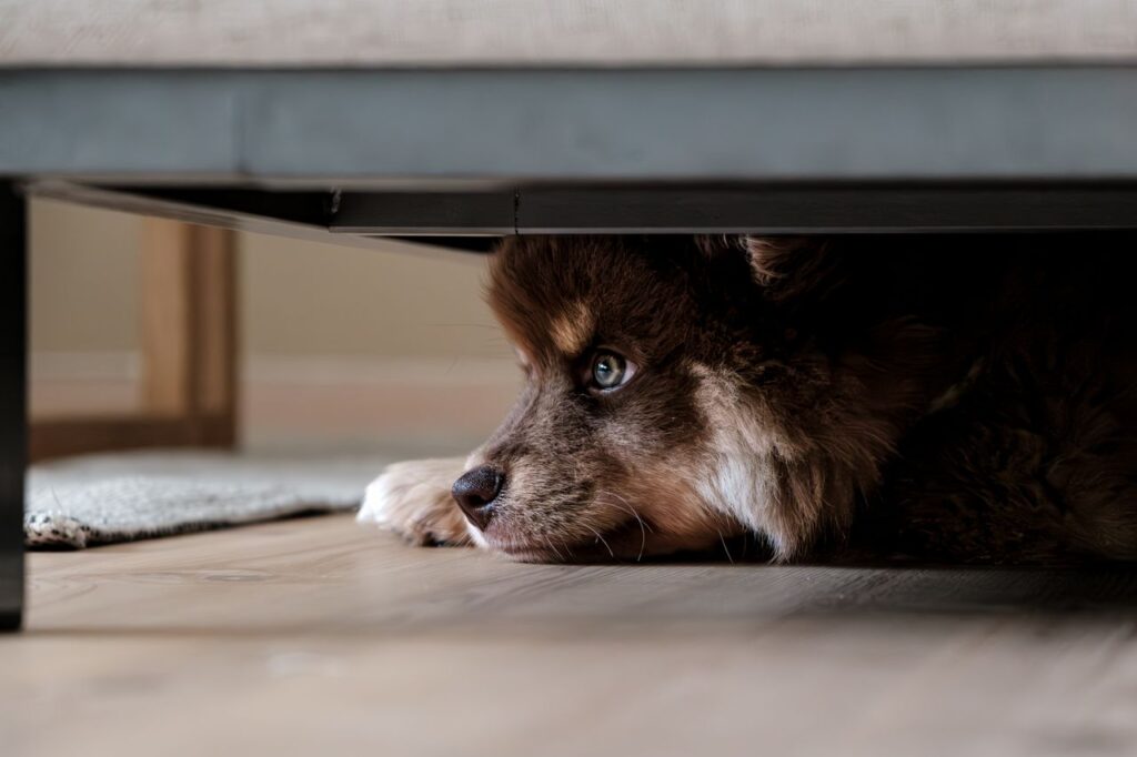 how to keep your dog calm during thunderstorms