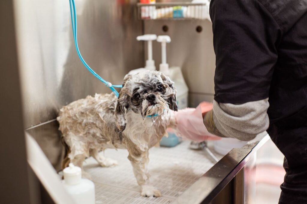 Best Dog Shampoos for Every Coat Type. Top 5 Brilliant Picks for 2026. best dog shampoos for every coat type