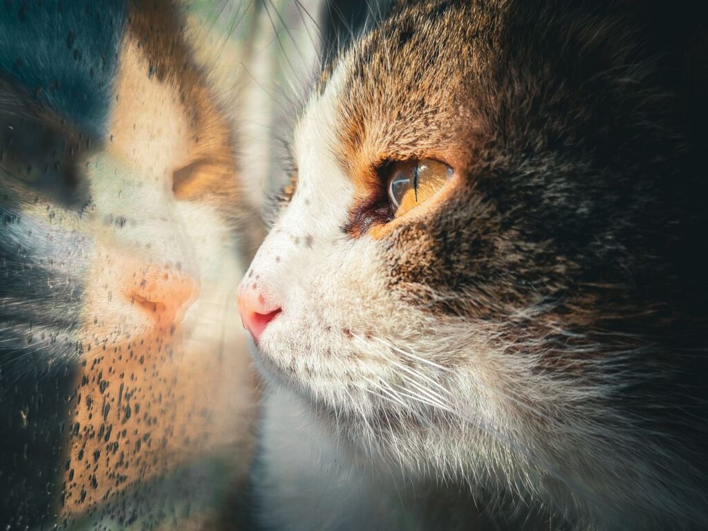 indoor cat vs outdoor cat