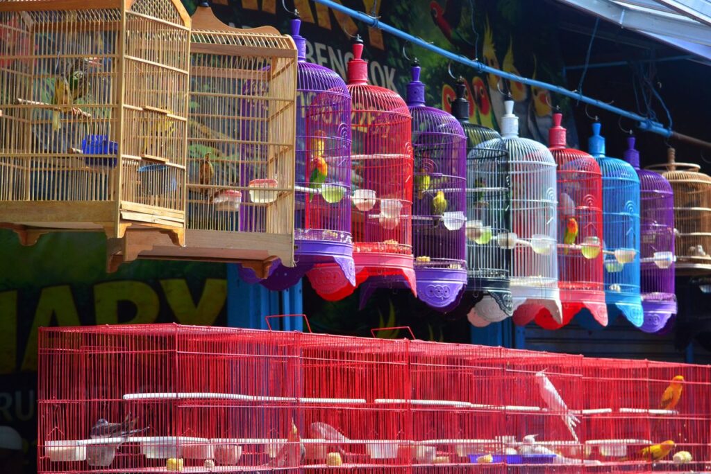 Best Bird Cages for Small and Medium Birds. 5 Top Rated Picks for 2026. best bird cages for small and medium birds