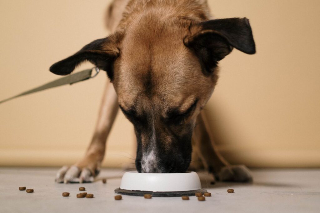 Dog Food vs Cat Food. Can Pets Share the Same Food? dog food vs cat food