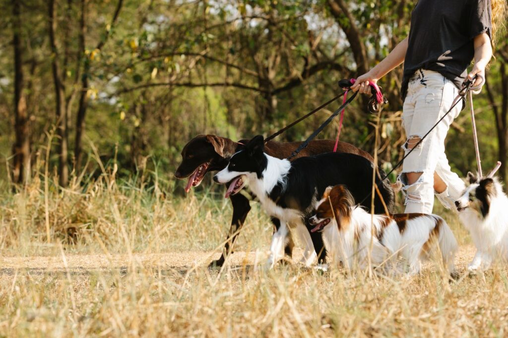 How to Stop Your Dog from Pulling on the Leash how to stop your dog from pulling on the leash
