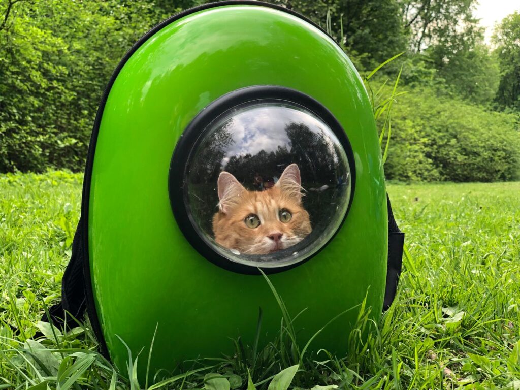 Best Cat Carriers for Safe Comfortable Travel. Top 10 Brilliant Picks for 2026. best cat carriers for safe comfortable travel