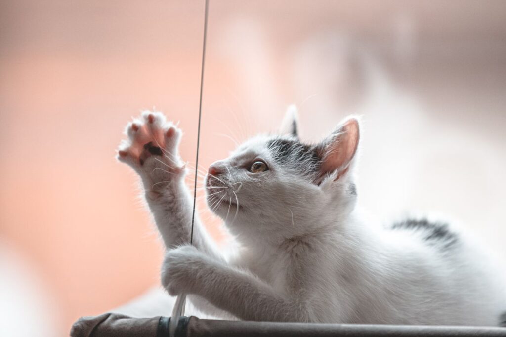 how to keep your cat happy and healthy indoors