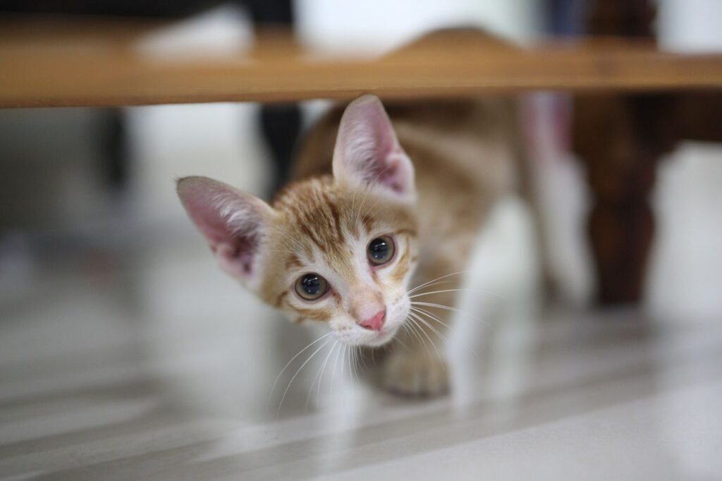 How to Introduce a New Cat to Your Home. The Complete Stress-Free Guide for 2026. how to introduce a new cat to your home