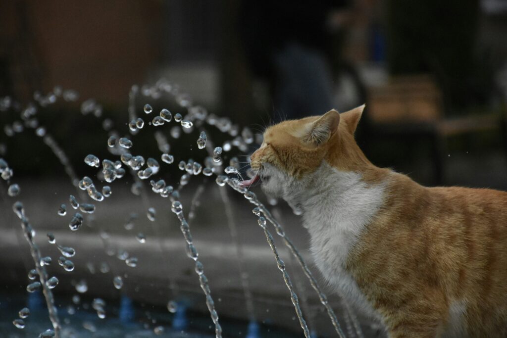 Best Cat Water Fountains for Healthy Cats. Top 5 Brilliant Picks for 2026. best cat water fountains for healthy cats
