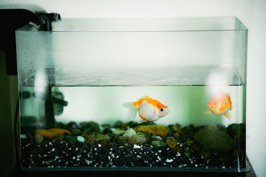 Best Aquarium Starter Kits for Beginners. Top Rated Picks for 2026. best aquarium starter kits for beginners