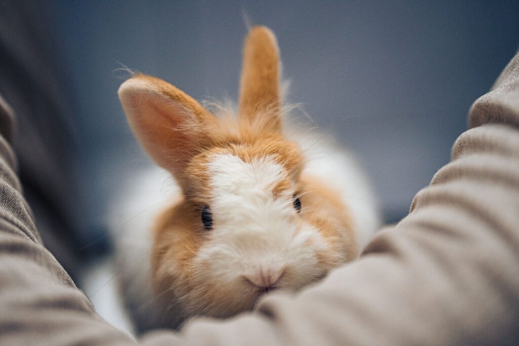 how to care for a pet rabbit