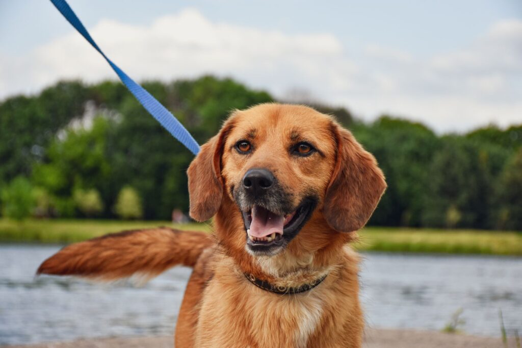 best dog leashes under $50
