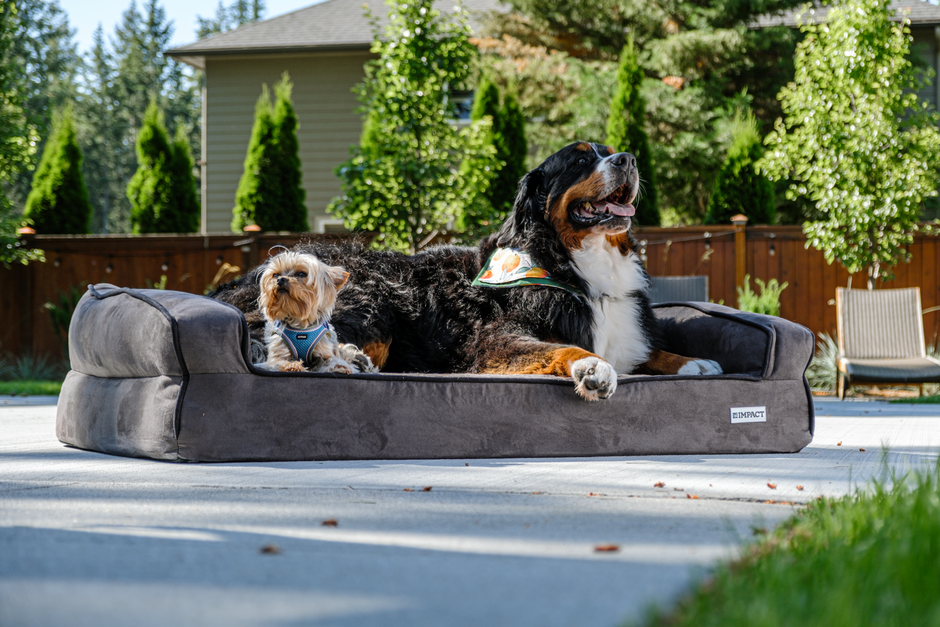 best dog beds under $50
