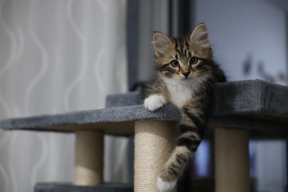 best cat trees under $50