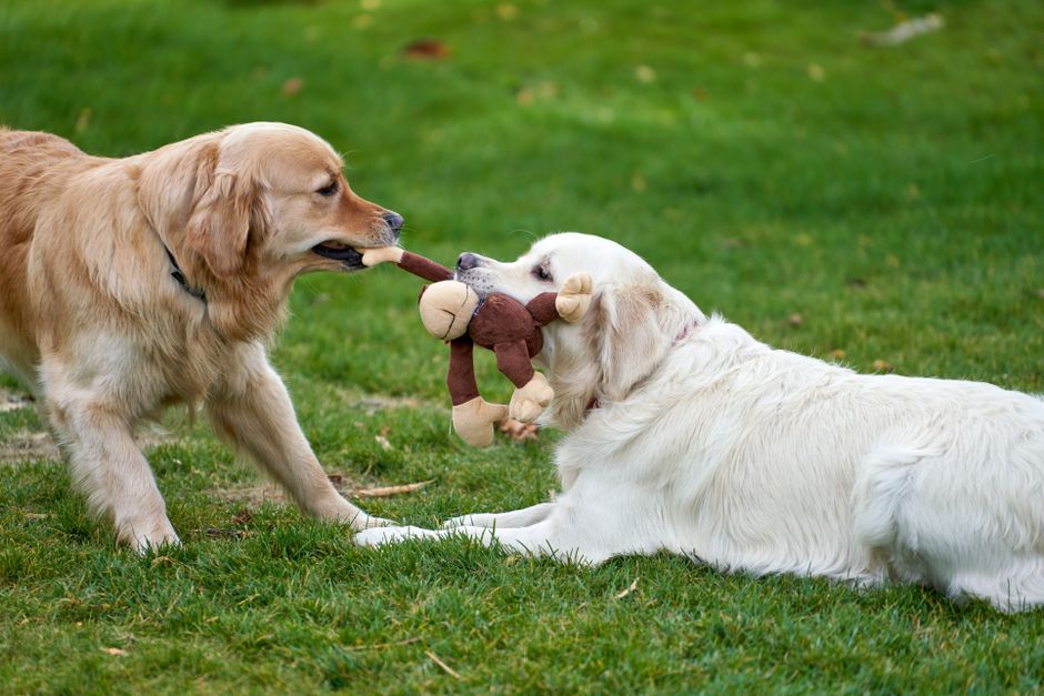 Best Dog Toys Under $50. Your Top 5 Picks for Happy Active Dogs in 2026 best dog toys under $50