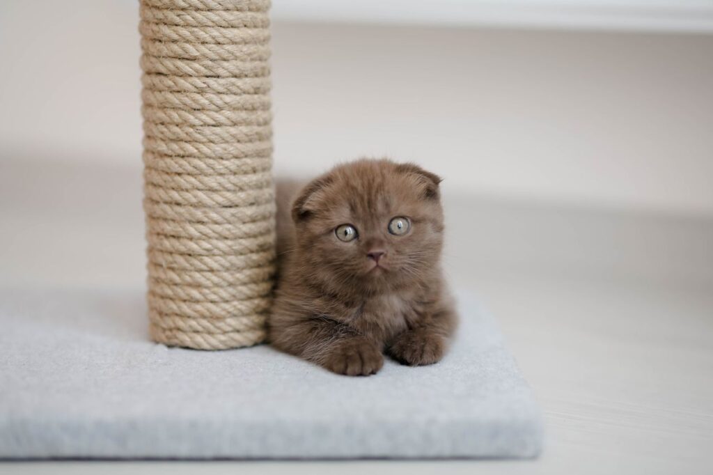 best cat scratching posts under $50