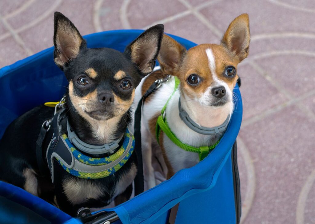 dog harness vs collar