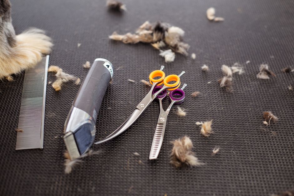 Best Dog Grooming Kits Under $50. Your Top 5 Picks for 2026 best dog grooming kits under $50