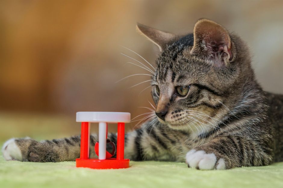 Best Cat Toys Under $50. Your Top 5 Picks for Happy Active Cats in 2026 best cat toys under $50