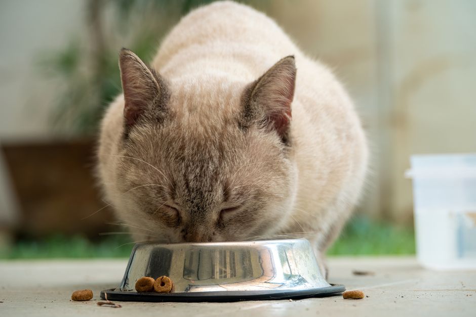 Best Cat Feeders Under $50. Your Top 5 Picks for Happy Well Fed Cats in 2026 best cat feeders under $50