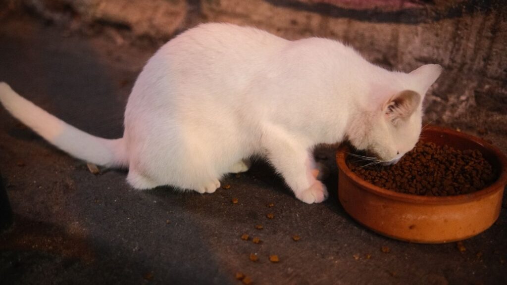 wet food vs dry food for cats