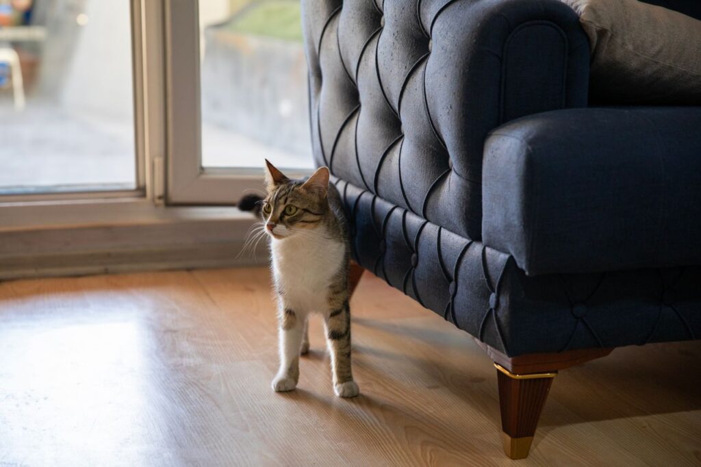 how to stop your cat scratching furniture