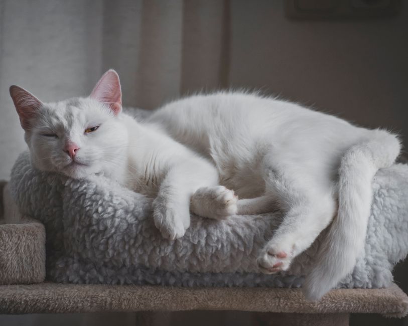 Best Cat Beds Under $50. Your Top 5 Picks for Comfortable Cats in 2026 best cat beds under $50
