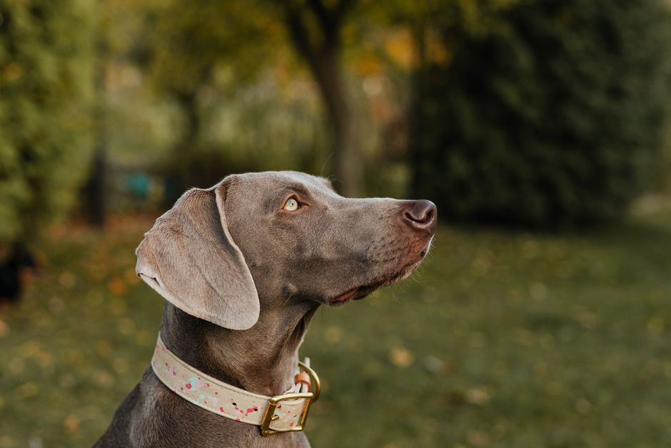 Best Dog Collars Under $50. Your Top 5 Picks for Safe Stylish Dogs in 2026 best dog collars under $50