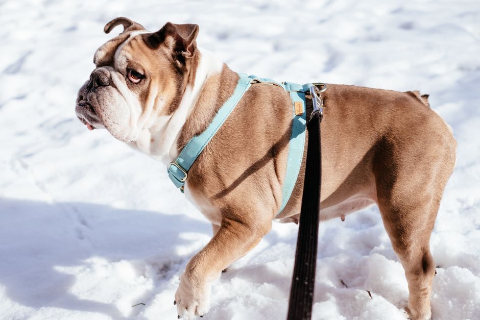 best dog harnesses under $50