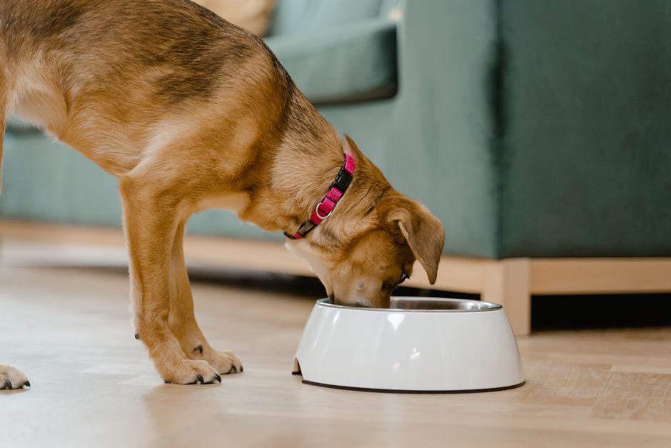 Best Dog Bowls Under $50. Your Top 5 Picks for Happy Healthy Dogs in 2026 best dog bowls under $50
