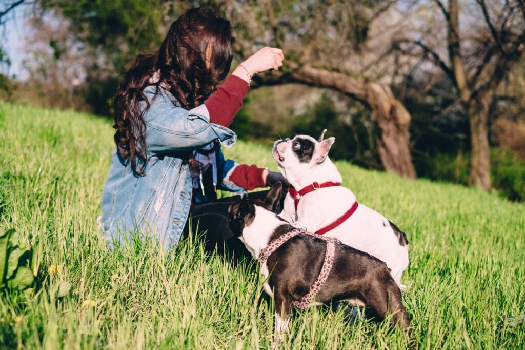 how to train your dog with positive reinforcement