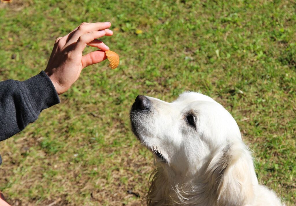 best dog training treats under $50